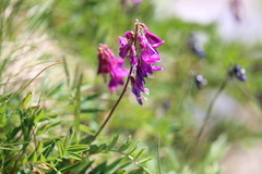 Hedysarum hedysaroides