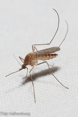 Culex pipiens