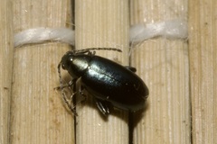 Phyllotreta