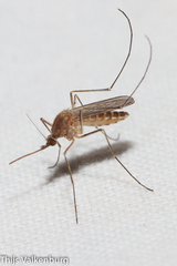 Culex pipiens