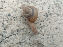Acusta