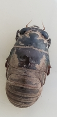 Cicadoidea