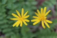 Aposeris foetida