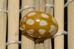 Calvia decemguttata