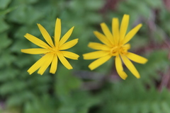 Aposeris foetida