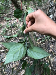 Clerodendrum canescens