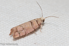 Blastesthia tessulatana