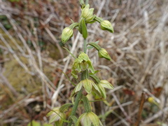 Epipactis helleborine