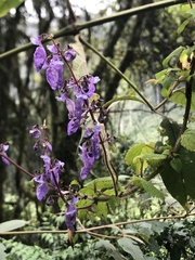 Coleus