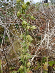 Epipactis helleborine
