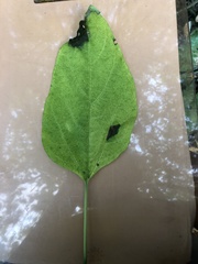 Clerodendrum canescens