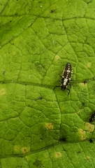 Propylea quatuordecimpunctata