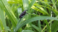 Rhodobaenus