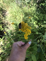 Solidago rigida