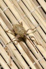 Curculio elephas