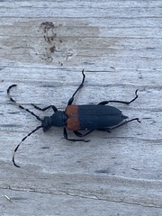 Stictoleptura canadensis