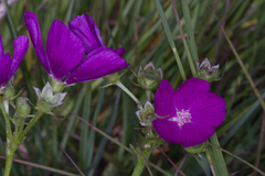Malva