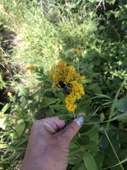 Solidago rigida