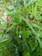 Torenia polygonoides