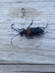 Stictoleptura canadensis