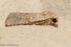 Spodoptera exigua