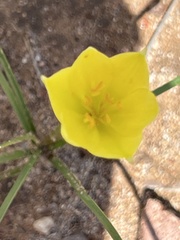 Zephyranthes