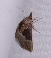 Hypena bijugalis