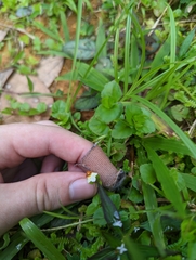 Torenia polygonoides