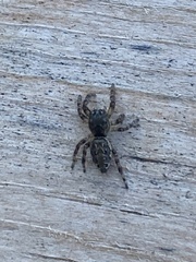 Pelegrina flavipes