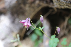 Aquilegia atrata