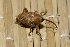 Curculio