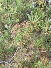 Rhododendron tomentosum