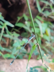 Lestes elatus