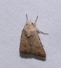 Caradrina montana