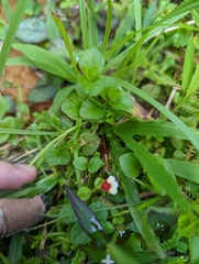 Torenia polygonoides