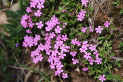 Saponaria ocymoides