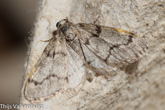 Tephronia lhommaria