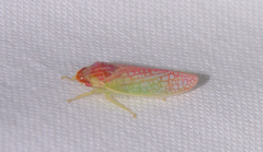 Gyponana