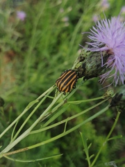 Graphosoma rubrolineatum