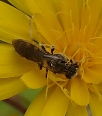 Anthophila
