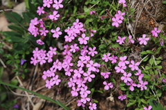 Saponaria ocymoides