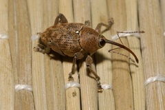 Curculio