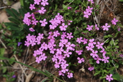 Saponaria ocymoides