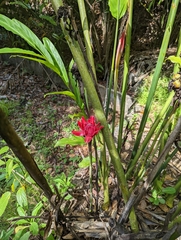 Etlingera elatior