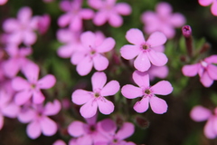 Saponaria ocymoides