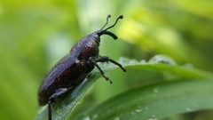 Rhodobaenus