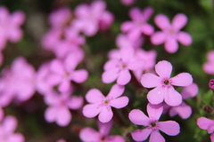Saponaria ocymoides