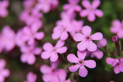 Saponaria ocymoides