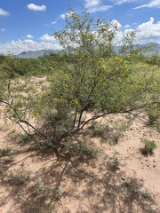 Vachellia constricta