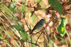 Phylloscopus intensior muleyitensis